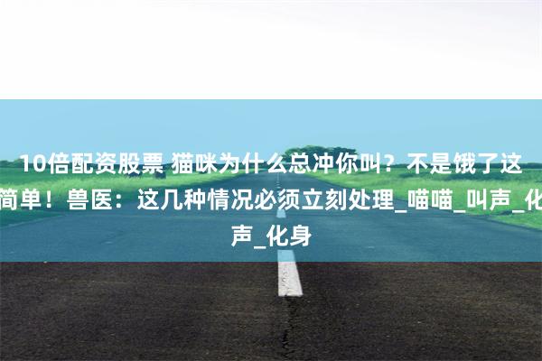 10倍配资股票 猫咪为什么总冲你叫？不是饿了这么简单！兽医：这几种情况必须立刻处理_喵喵_叫声_化身
